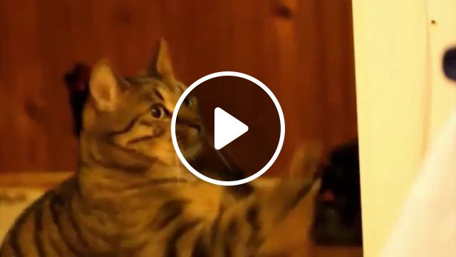 Cat Eat Mushrooms - Video & GIFs | funny cat, eat, funny pet, mushrooms, super mario