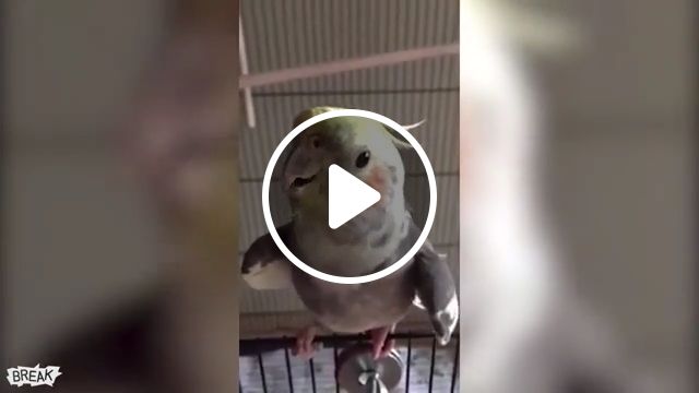 Talented Parrot - Video & GIFs | music, opera, parrot, pet, cute