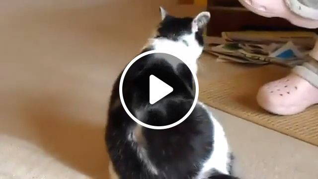 They See Me Rollin', They Hating - Video & GIFs | boss, cat, pet, talent