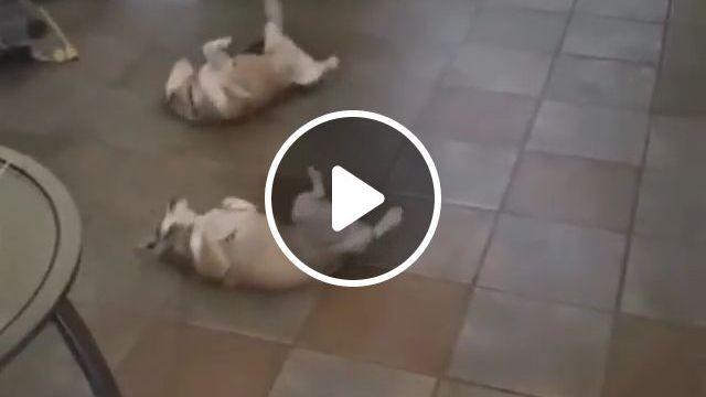 Let's Start The Dance Show - Video & GIFs | funny dog videos, funny pet videos, dance