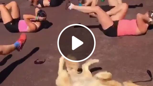 One Two Three And More - Video & GIFs | dog, pet, fitness