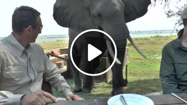 OMG, Sit Still Or Run? - Video & GIFs | elephant, animal, wild