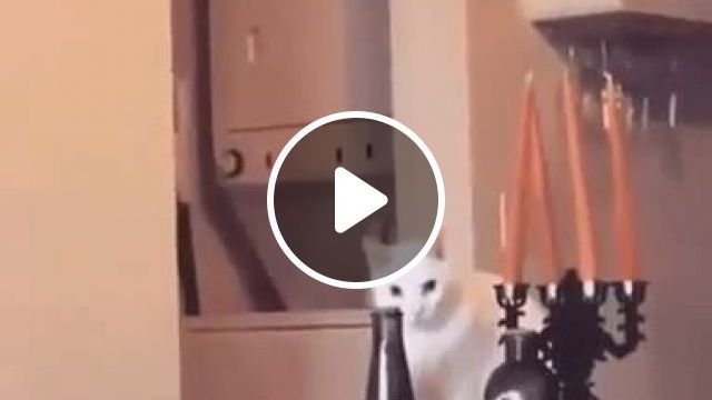 Can Cats Understand Commands? - Video & GIFs | cat, boss, gun, pet