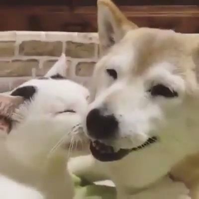 Happy In Love <3, Dog, Cat, Pet, Love