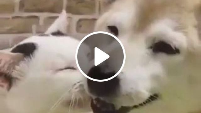 Happy In Love <3 - Video & GIFs | dog, cat, pet, love