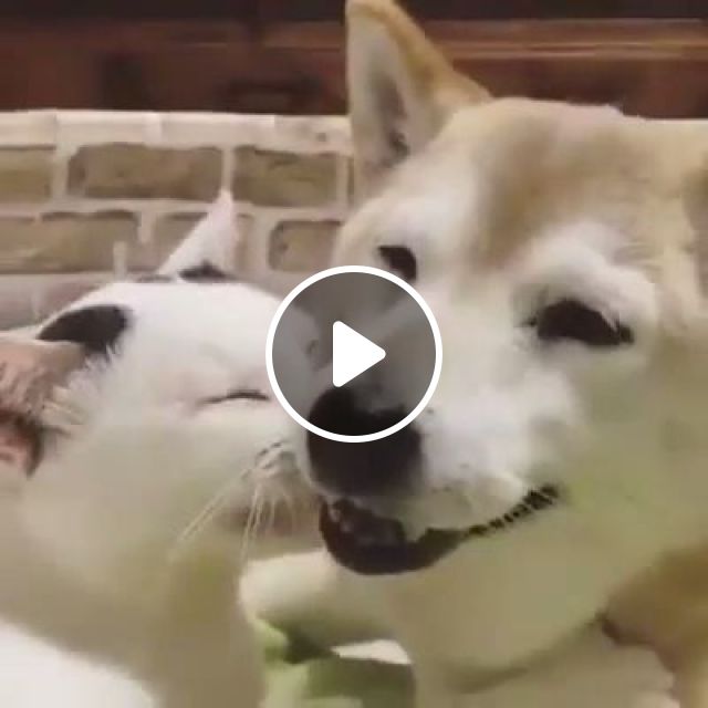 Happy In Love <3 - Video & GIFs | dog, cat, pet, love