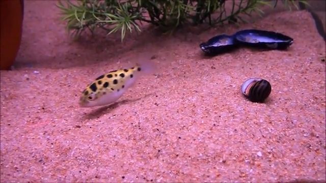 Teasing The Fish With Laser. Prank. Fish. Laser. Aquarium. Funny Animal Videos.