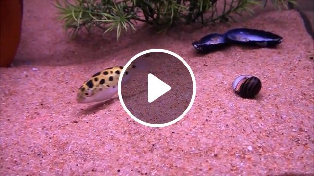 Teasing The Fish With Laser - Video & GIFs | prank, fish, laser, aquarium, funny animal videos