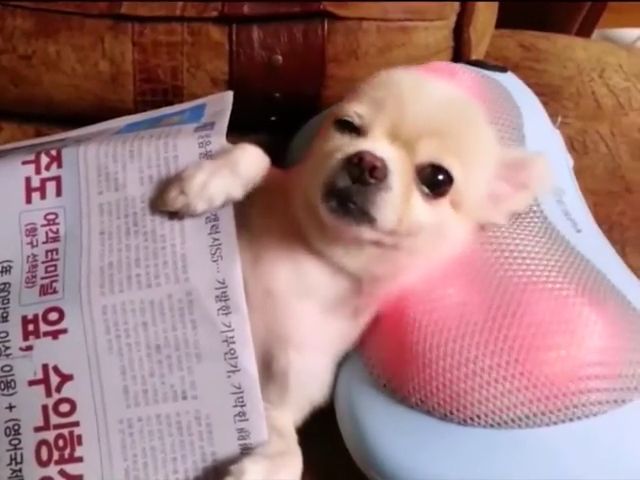 Ways to relax your dog, relax, chihuahua, sofa, cute pet, cute dog, newspaper, mage pillow.