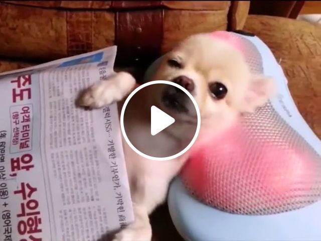 Ways To Relax Your Dog - Video & GIFs | relax, chihuahua, sofa, cute pet, cute dog, newspaper, massage pillow