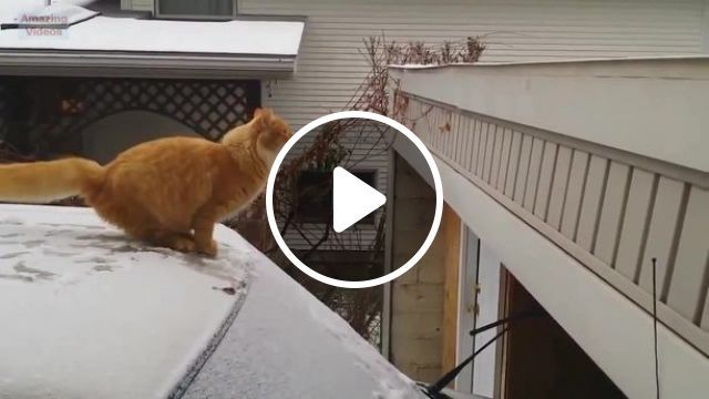1, 2, 3 ...Jump! - Video & GIFs | cat, pet, jump