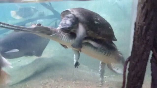 Honey, I Will Follow You All My Life.. Crocodile. Turtle. Animal. Nature.