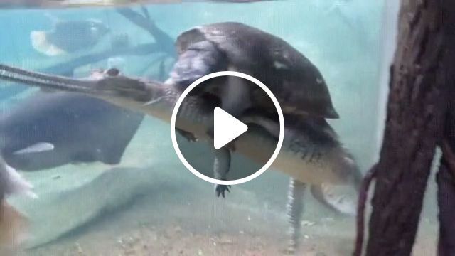 Honey, I Will Follow You All My Life. - Video & GIFs | crocodile, turtle, animal, nature
