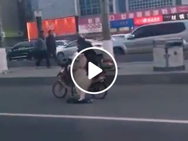 Scooter Dog - Video & GIFs | scooter, electric bicycle, funny dog, funny pet 