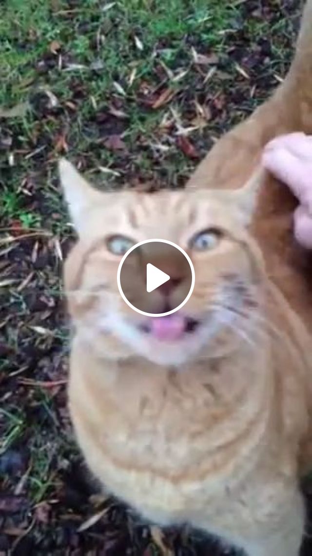 Joy When Itching Is Gone - Video & GIFs | cat, itching, pet