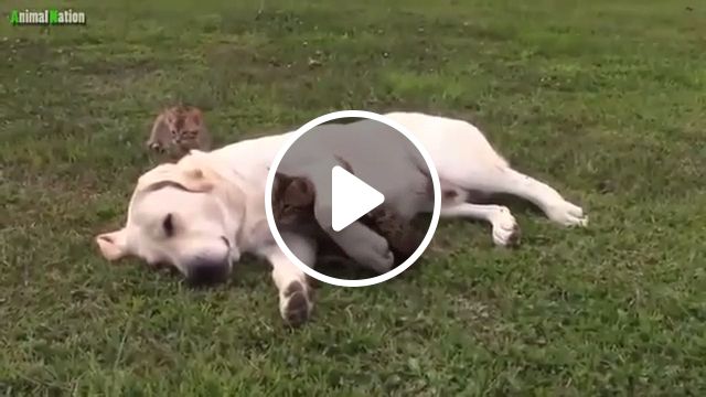 Hold, Hold Me For A While - Video & GIFs | dog, cutecats, pet, adorable