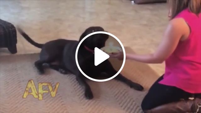 Happy Birthaday To...hahaha - Video & GIFs | dog, pet, birthday