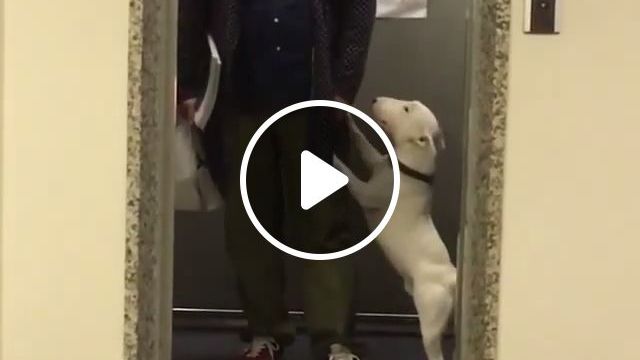 Hey Human, Can You Let Me Dance A Bit?. Dog. Pet. Dance. Freestyle. #0