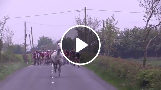 Yeah Yeah, He's Leading The Race - Video & GIFs | horse, animal, racing, bike