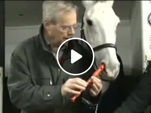 ABC Songs - Video & GIFs | horse, talent, animal