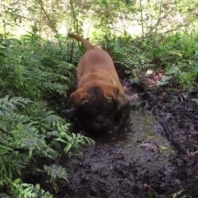 Oh no, no no no, dog, pet, mischievous, mud.