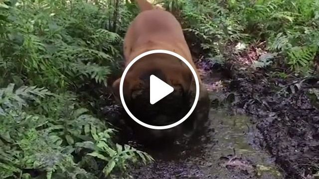 Oh No, No No No - Video & GIFs | dog, pet, mischievous, mud