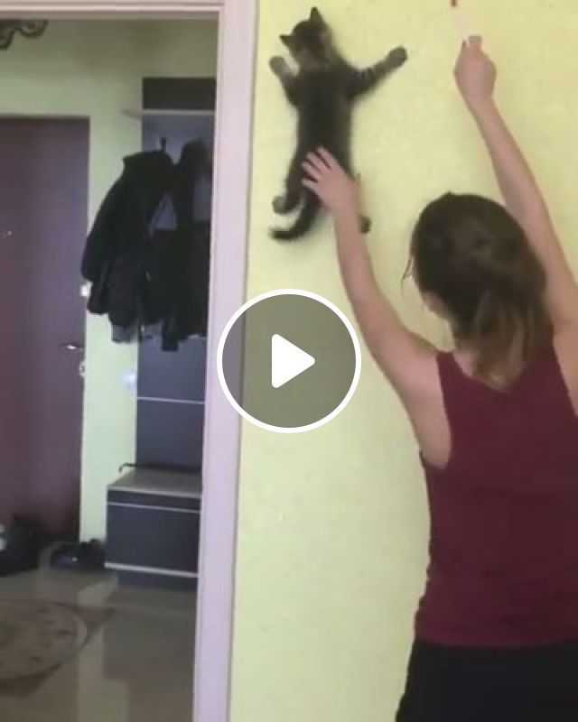 Spidercat - Video & GIFs | cat, pet, spiderman