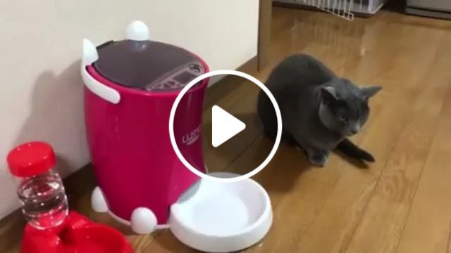 The Feeling Of Surprise When You Win The Lottery. Cat. Pet. Win. Surprise. Lottery. #0