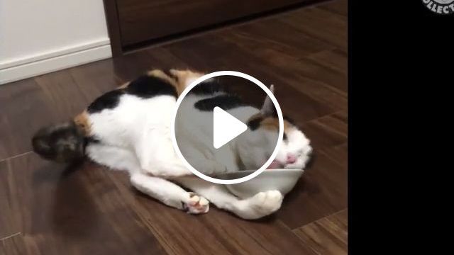 She Loves Her Bowl More Than Anything - Video & GIFs | cat, cutecat, pet