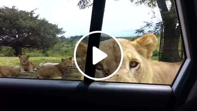 A Big Cat Knows How To Open The Car Door - Video & GIFs | funny lion videos, funny animal videos, car, door, zoo, wild animal