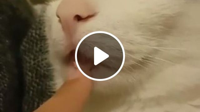 I Catch Your Eyes, Try Not To Smile. Cute Cat. Cute Pet. Adorable Cat. #0