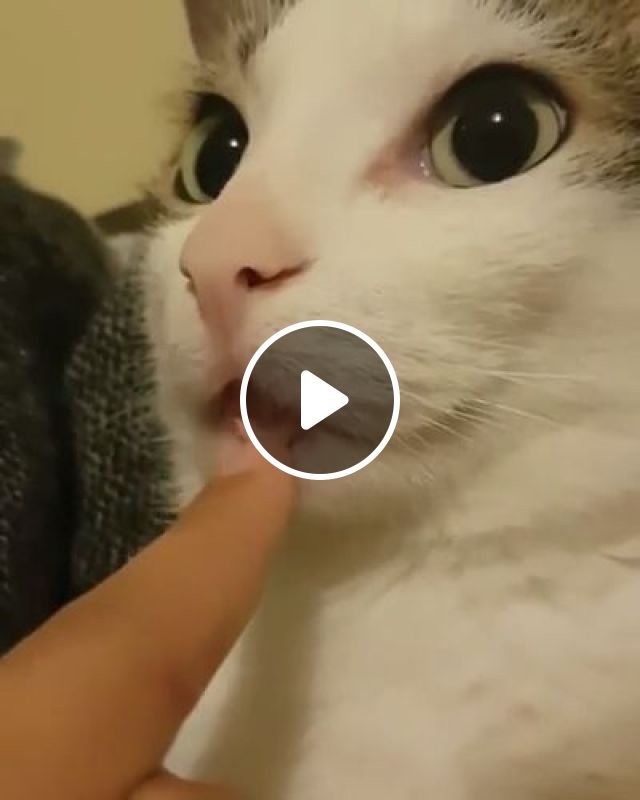 I Catch Your Eyes, Try Not To Smile - Video & GIFs | cute cat, cute pet, adorable cat