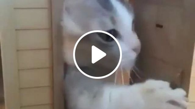 Hospitable Cat - Video & GIFs | cat, hospitable, pet, door