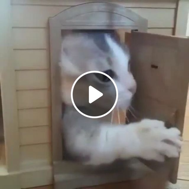 Hospitable Cat - Video & GIFs | cat, hospitable, pet, door