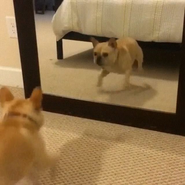 Mirrored Dance Practice. Pug Dog. Dancing Dog. Funny Pet. Mirror.