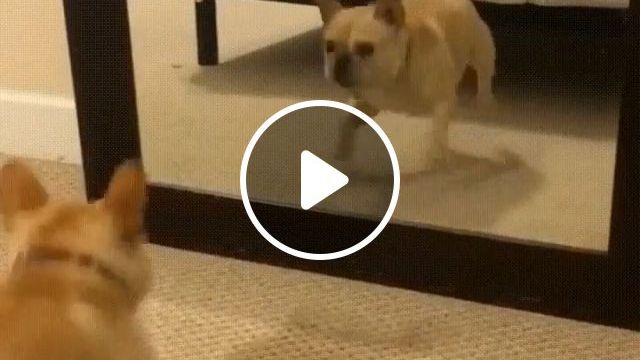 Mirrored Dance Practice - Video & GIFs | pug dog, dancing dog, funny pet, mirror