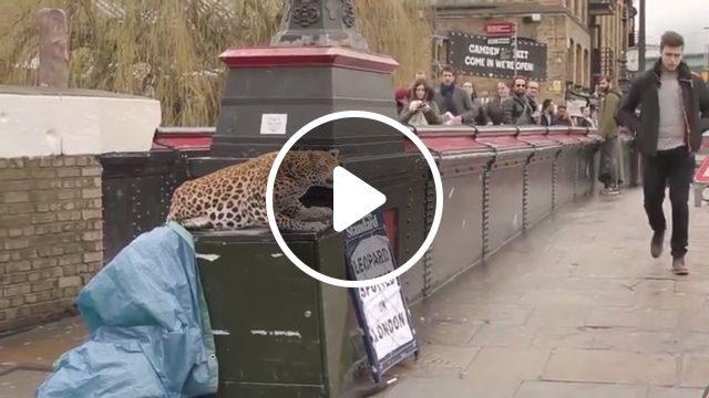 Leopard spotted in london, leopard, london, prank, funny. #1