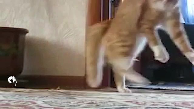 Cat gone remix memes - Video & GIFs | cat memes,truck memes,funny memes,catgone memes,mashup