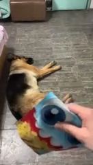 Dogs Are Even Smarter Than You Think. Funny Dog Videos. Smart. Funny Pet. Funny. German Shepherd.
