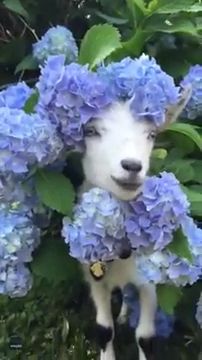 Goat wearing a blue hydrangea flower, funny animal videos, goat, flower.