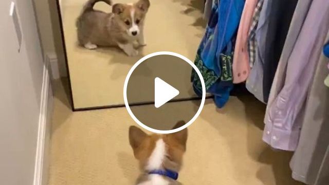 Baby Dog Looking In Mirror | funny dog videos,funny pet,pembroke welsh corgi,mirror,puppy