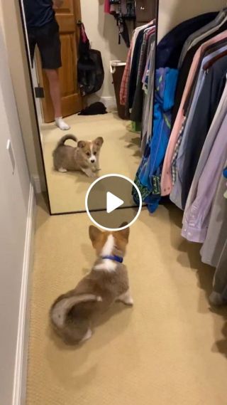Baby Dog Looking In Mirror