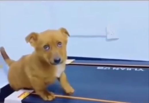 No motivation to workout at home, funny dog gifs, funny pet, puppy, doggo, workout, treadmill.