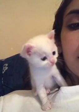 Adorable Kitten Kisses Owner Back. Cute Cat Videos. Cute Pet. Kitten. Kiss. Adorable.
