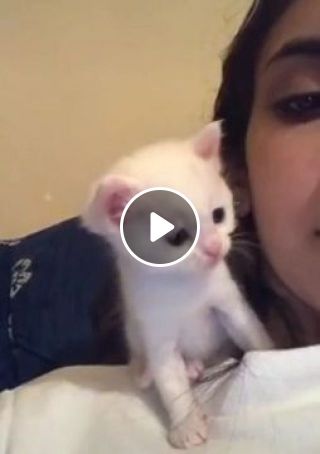 Adorable Kitten Kisses Owner Back