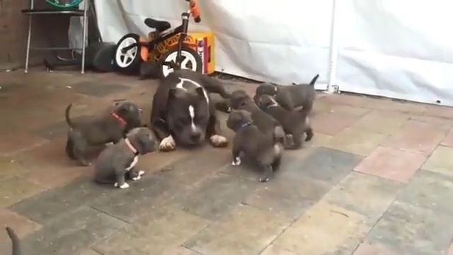 A proud father playing with his pups