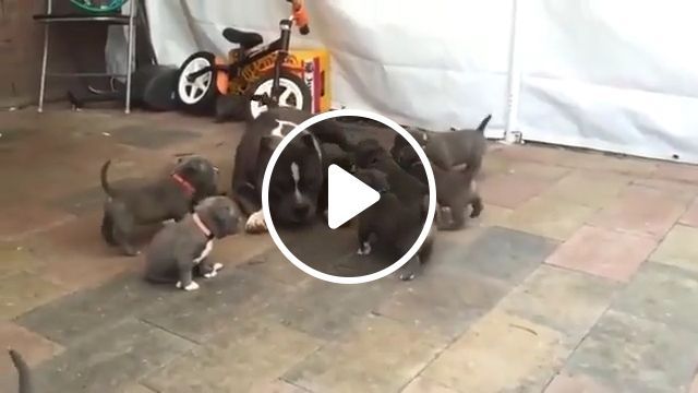 A proud father playing with his pups, cute dog videos, cute puppy videos, cute pet, dad. #0