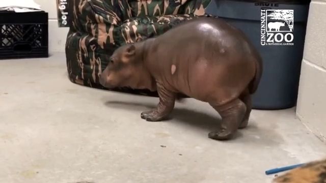 Cute Baby Hippo Learning To Walk. Cute Animal Videos. Baby Hippo.