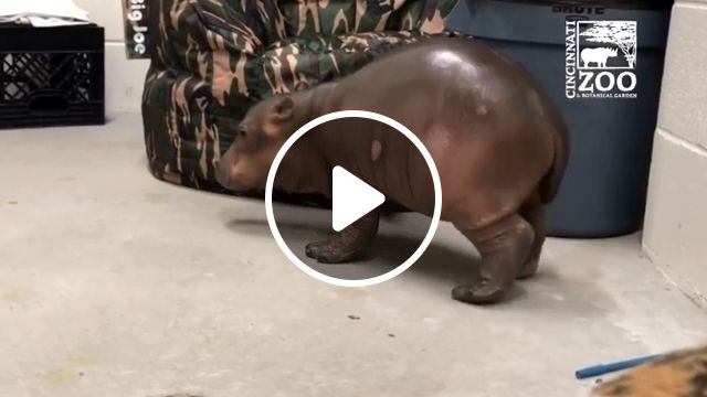 Cute baby hippo learning to walk, cute animal videos, baby hippo. #1