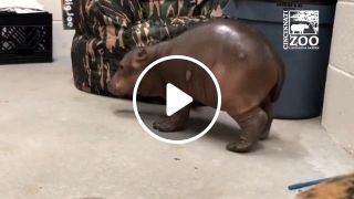 Cute baby hippo learning to walk